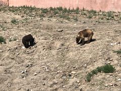-新疆天山野生动物园