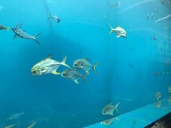 -瑞德姆美人鱼海底演艺主题餐厅(亚龙湾店)