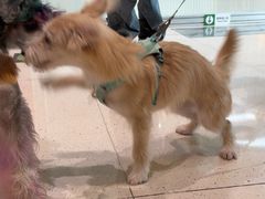 -帕帕拉兹宠物(亚洲旗舰店)