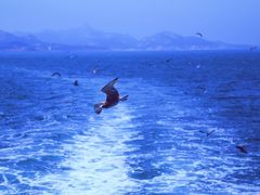 -海驴岛(荣成市)