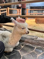 -Zoolung Zoolung动物主题公园(海信广场店)