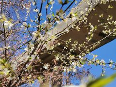 -桃花堤公园
