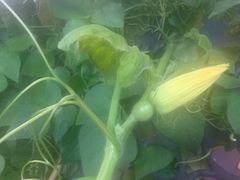 -大锅强·蒸海鲜青岛菜(吾悦广场店)