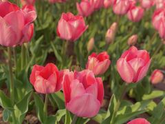 -石家庄市植物园