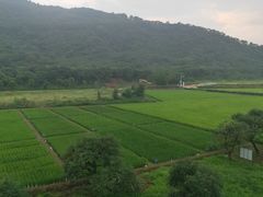 -艾米稻香小镇