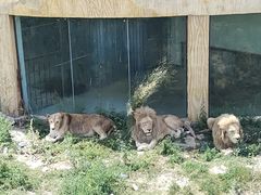 -新疆天山野生动物园