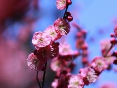 -梅花山(明孝陵内)