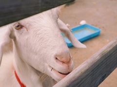 -前小桔亲子创意农场·草莓采摘·露营烧烤