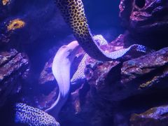 -暹罗海洋世界