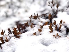 -河北中医学院(橘泉校区)