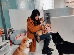 -柴务处·柴犬主题狗咖