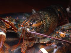 -沈阳君悦酒店·意坊意大利餐厅