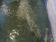 -鸿渡渔庄·特色鸭咀鱼