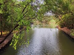 -同里国家湿地公园
