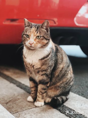 一年一年，流浪猫勇敢的走过每一个四季