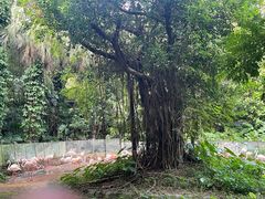 -深圳野生动物园
