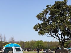 -上海滨江森林公园