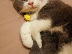 -喵zoo家庭繁育猫舍(尖东智能花园店)