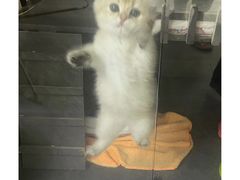 -东方名猫馆·英短金渐层布偶猫舍(环线广场1号楼店)