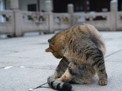 -西园戒幢律寺