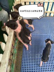 点击看大图 -萌宠亲子动物乐园(槐房万达店)