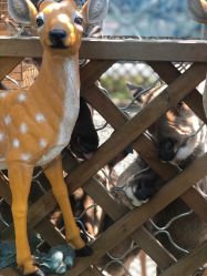 -萌宠亲子动物乐园(槐房万达店)