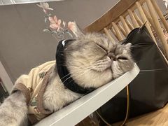 -楼上猫咖(罗湖店)