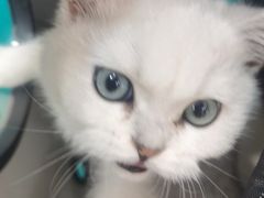 -爱佳宠物中心医院24H·CT·骨外科·猫专科(瑶海万达店)
