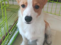 -乖乖宠物医院·猫科·急重症中心(车站北路分院)