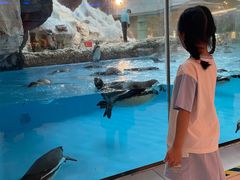 -帝企鹅自助餐厅•儿童岛•真企鹅(长隆企鹅酒店)