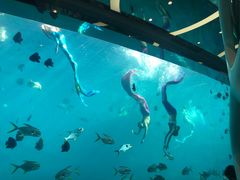 -瑞德姆美人鱼海底演艺主题餐厅(亚龙湾店)