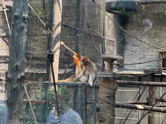 -石家庄市动物园