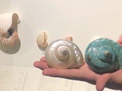 -青岛贝壳博物馆