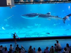-烟台海昌鲸鲨海洋公园
