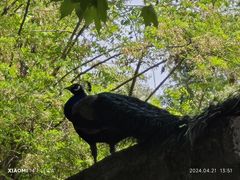 -成都大熊猫繁育研究基地