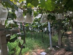 -马陆小张葡萄园农家乐