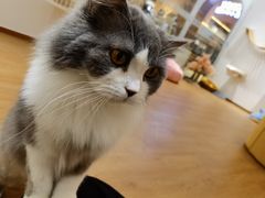 -1013 PET SHOP精品宠物商店(丁香店)