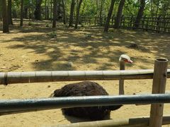 -大连森林动物园