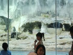 -帝企鹅自助餐厅•儿童岛•真企鹅(长隆企鹅酒店)