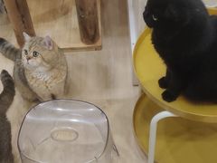 -有喵·猫咖·狗咖·30几只猫10只小狗(岗厦店)
