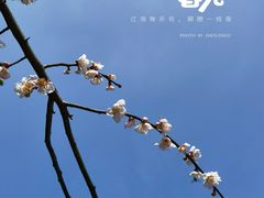 -桃花岛景观公园