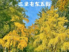 -三里屯东五街银杏大道