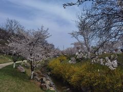 -羊山湖公园