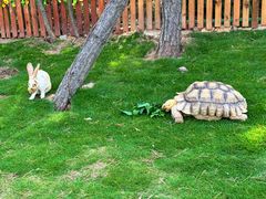 -西霞口神雕山野生动物世界