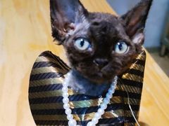 -70cat德文卷毛猫·缅因猫纯种猫舍