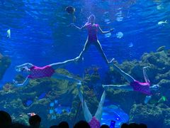 -芜湖新华联大白鲸海洋公园