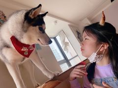 -Husky Go! 哈士奇体验馆·宠物咖啡厅狗咖