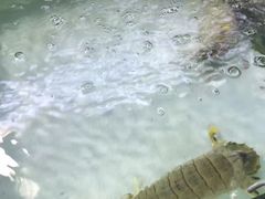 -班赞海鲜市场