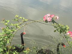 -鹅湖玫瑰文化园