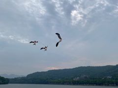 -西湖游船